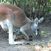 Red Kangaroo w/ Joey