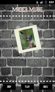 How to download White-rumped Shama 1.1 unlimited apk for android