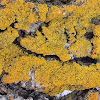 Folius lichen