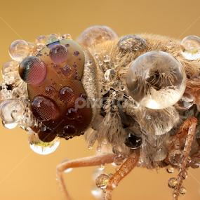 by Mohammed Arief - Animals Insects & Spiders