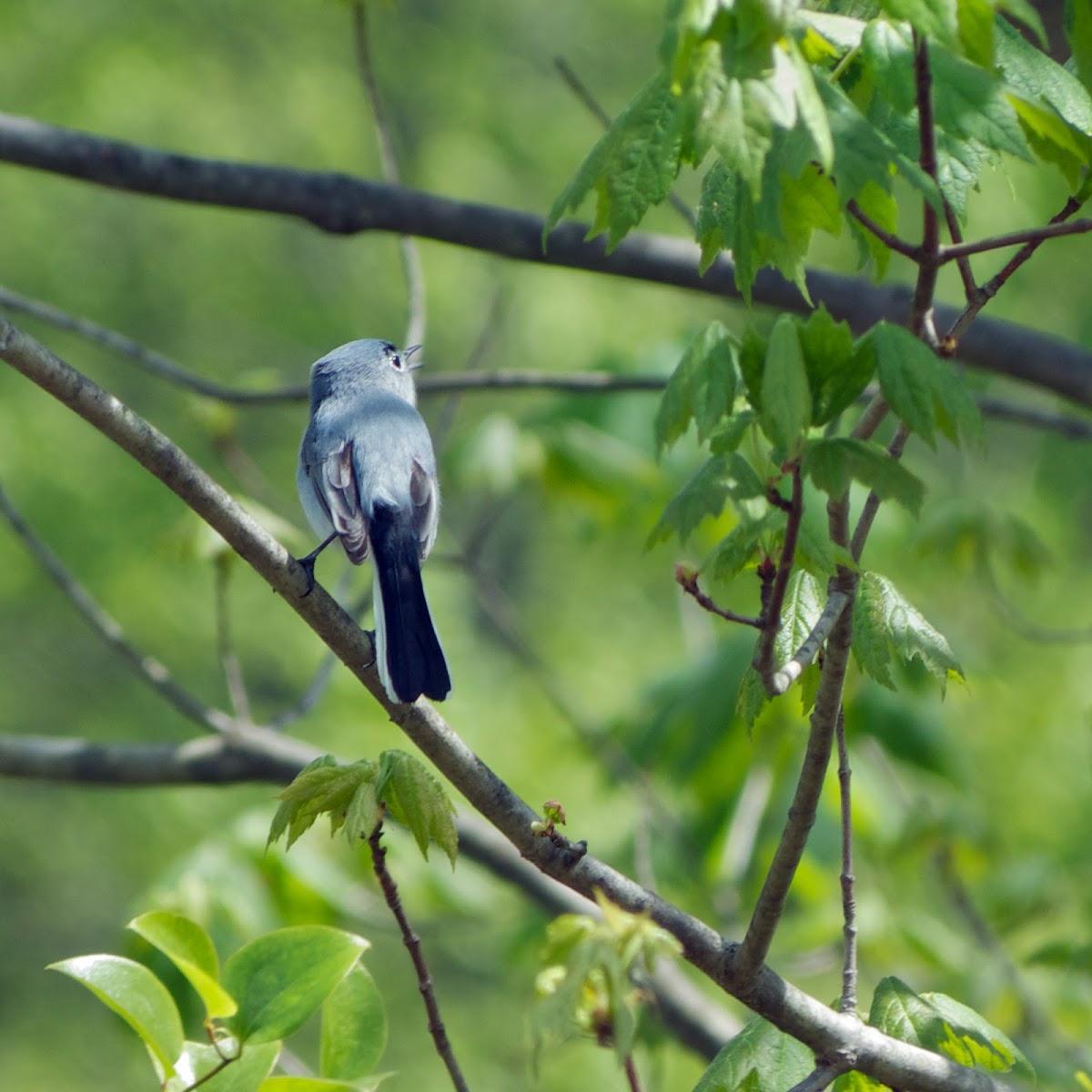 Blue-Gray Gnatcatcher (male)