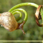 Caracol de jardim (Garden snail)