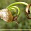 Caracol de jardim (Garden snail)