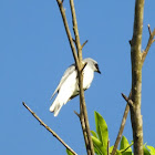 White-bellied Cuckoo-Shrike