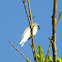 White-bellied Cuckoo-Shrike