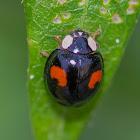 Harlequin Ladybird (3 distinct color forms)
