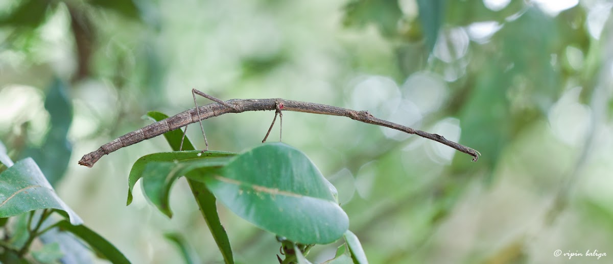 Monster Stick Insect