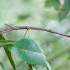 Monster Stick Insect