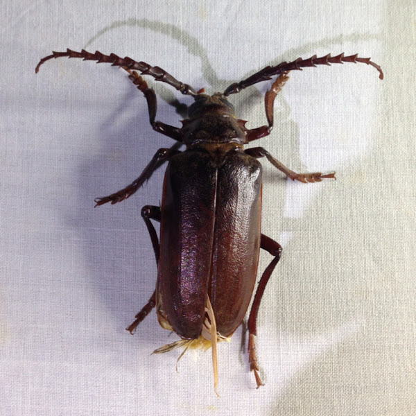California Root Borer  Project Noah