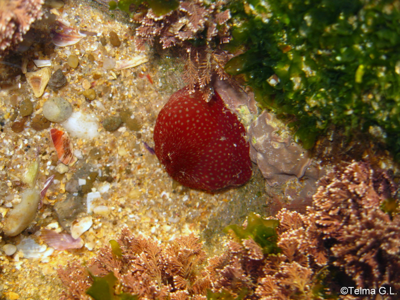 Sea Strawberry