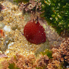 Sea Strawberry