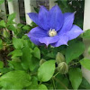 Clematis