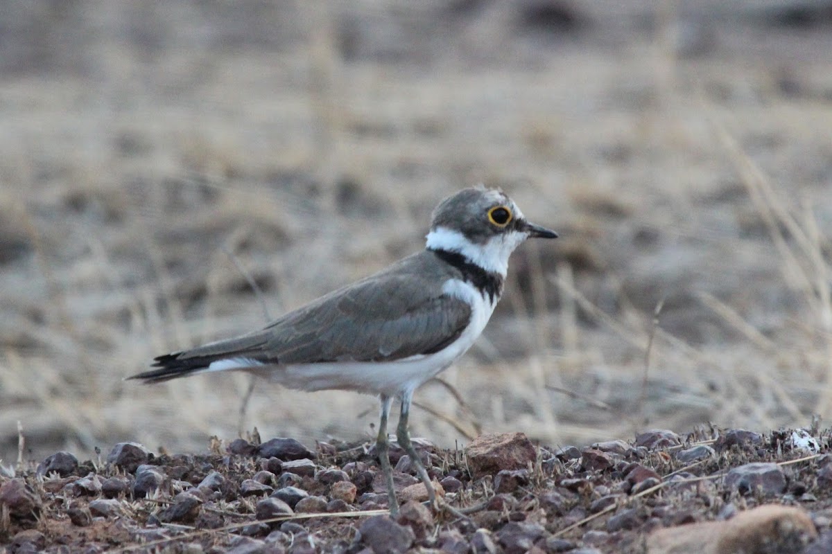 Juvenile Common Ringed Plover