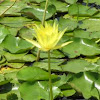 Mexican water lily?