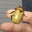 Grapevine Beetle