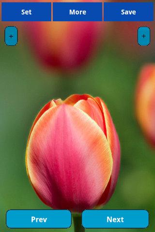 Tulip Wallpapers