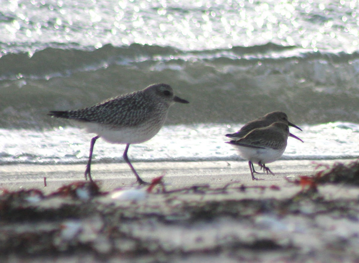 Black-bellied Plover and Dunlin