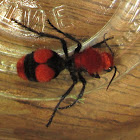 Red Velvet Ant