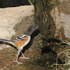 Spotted Towhee