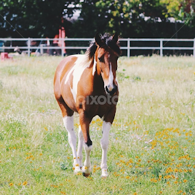Beautiful paint on the side of the road! by Jenna Line - Animals Horses