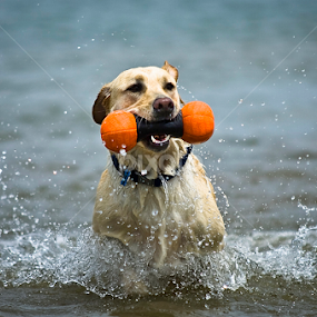 by Howie George - Animals - Dogs Playing