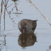Redshank; Archibebe Común