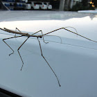 Tessellated Stick Insect (male)