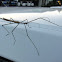 Tessellated Stick Insect (male)