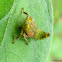 Coppery leafhopper nymph