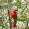 Northern cardinal