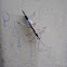 Ichneumon Wasp, female