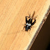 Common Garden Cricket