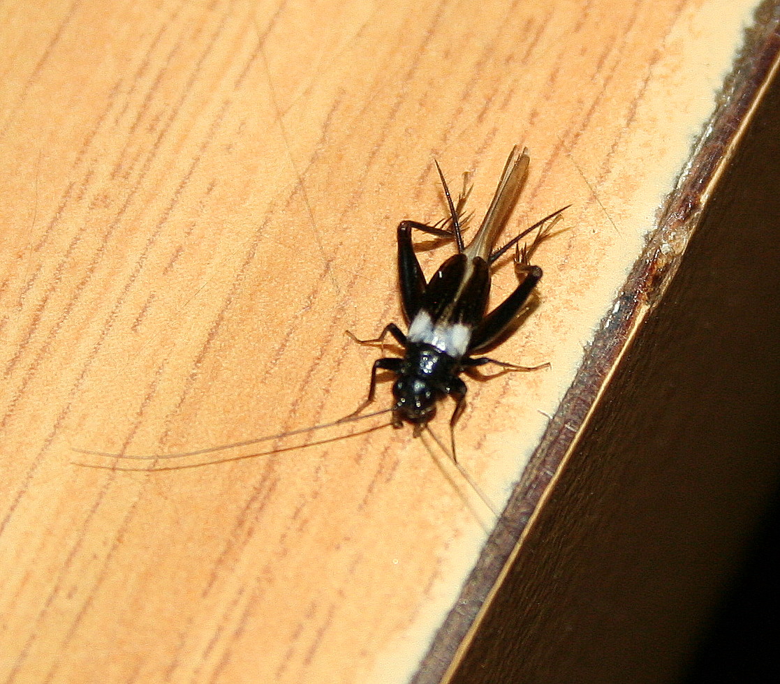 Common Garden Cricket