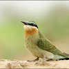 Blue-cheeked Bee-eater