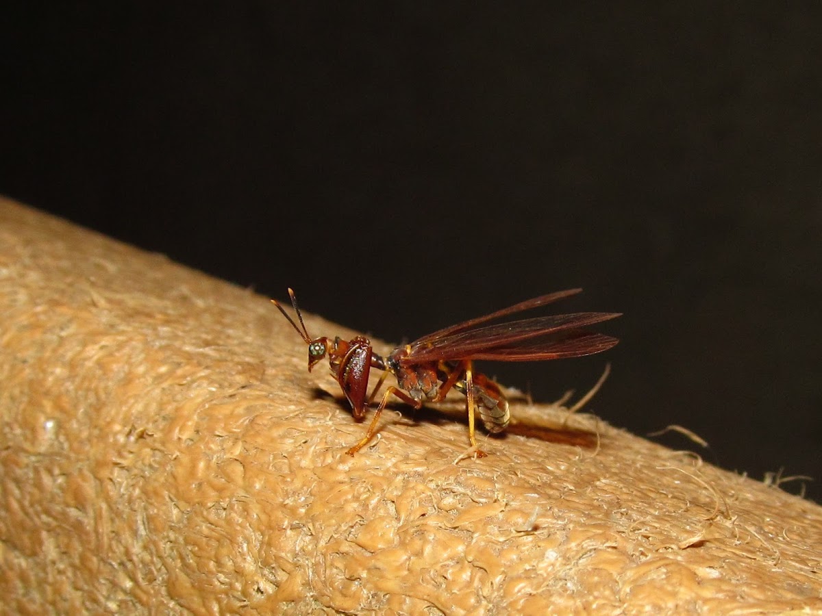 Wasp Mantidfly