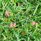 Mowers mushroom