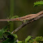 Stick grasshopper  Acridinae