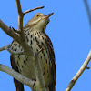 Brown Thrasher