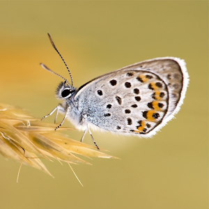 Butterflies Live Wallpaper.apk 1.6