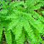 Maidenhair Fern