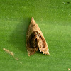 Dog-faced Bell Moth -2