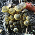 Hallimasch, junger (honey fungus)