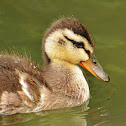 Mallard ducklings