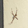 Black and yellow garden spider