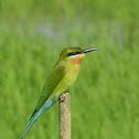 Blue tailed Bee eater