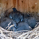 Eastern bluebirds (box #4 brood #1)