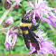 Mamangava (Bumble bee)