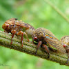 Treehopper (Adults and nymphs)