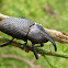 Giant black weevil