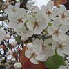 Callery Pear Tree Blossoms